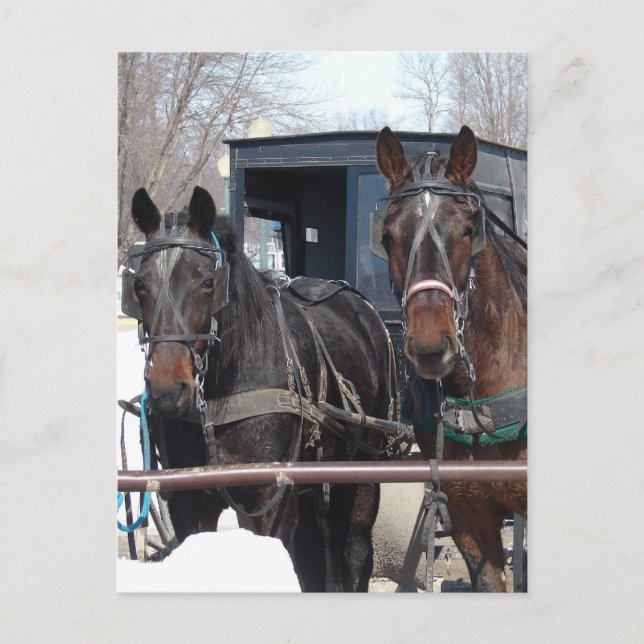 An der Hitching Post Postkarte (Vorderseite)