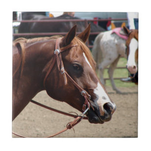 An der Pferdeshow Fliese