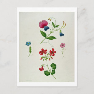 An illustration from 'A New Treatise on Flower Pai Postkarte