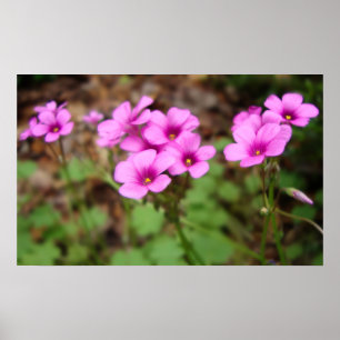 An meiner Türstufe drucken Poster