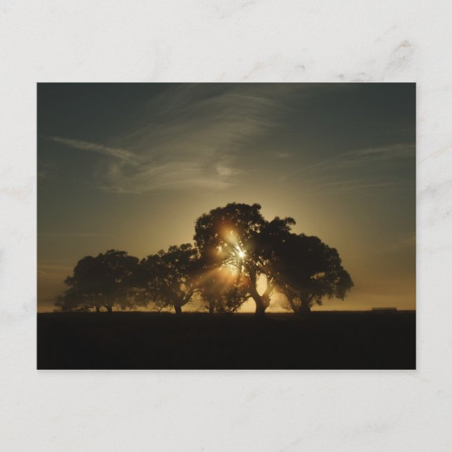 An solchen Morgens Postkarte (Vorderseite)