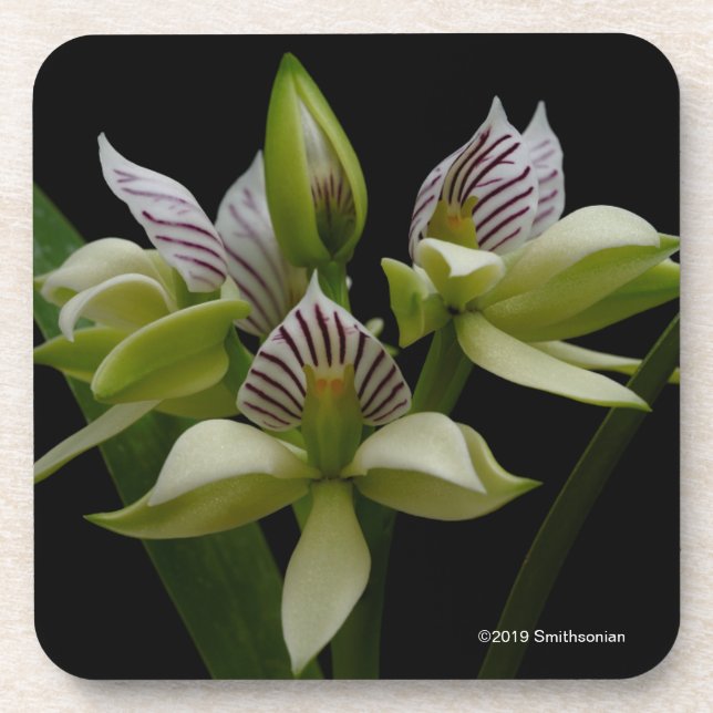 Anacheilium Chacoense Getränkeuntersetzer (Vorderseite)