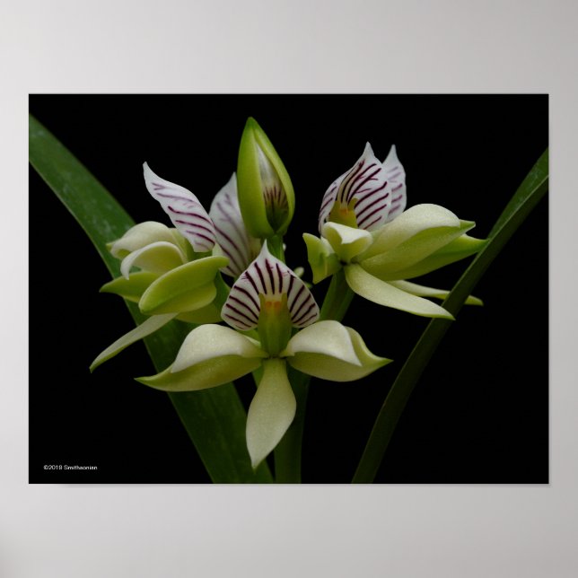 Anacheilium Chacoense Poster (Vorne)
