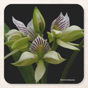 Anacheilium Chacoense Rechteckiger Pappuntersetzer