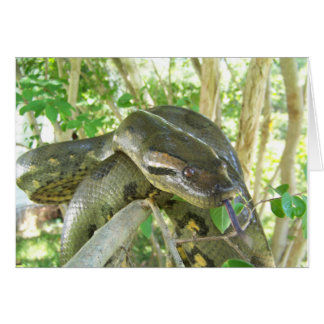 Anaconda vert
