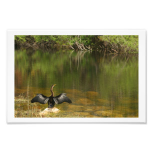 Anahinga Trocknen seine Flügel Fotodruck