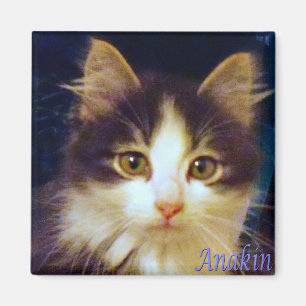 Anakin zwei mit Beinen versehene Katze, niedlicher Magnet