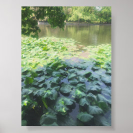Analog Lily Pad Fotografie Poster