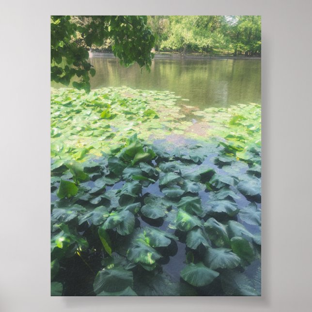 Analog Lily Pad Fotografie Poster (Vorne)