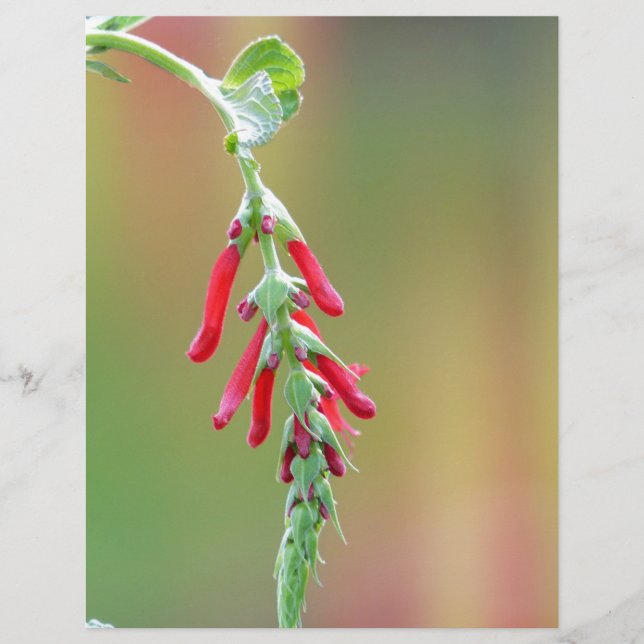 Ananapfelblüte (Vorderseite)