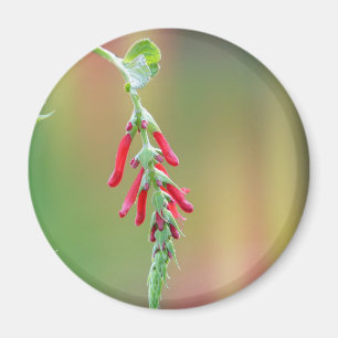 Ananapfelblüte Magnet