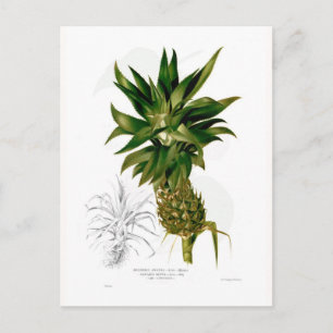Ananas (Ananas comosus) Postkarte