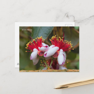 Ananas-Ananas-Guava / Guavasteen / Feijoa Postkarte