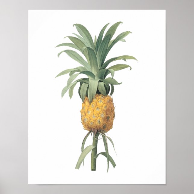 Ananas (Bromelia ananas) von Redouté Poster (Vorne)