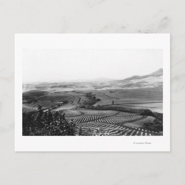 Ananas-Felder in Hawaii-FotografieHawaii Postkarte (Vorderseite)