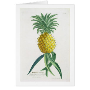 Ananas gravé par Johann Jakob Haid (1704-67)