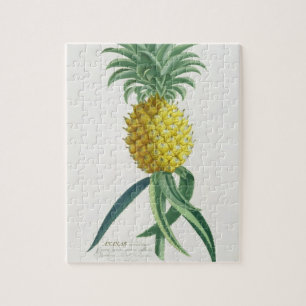 Ananas graviert von Johann Jakob Haid (1704-67)