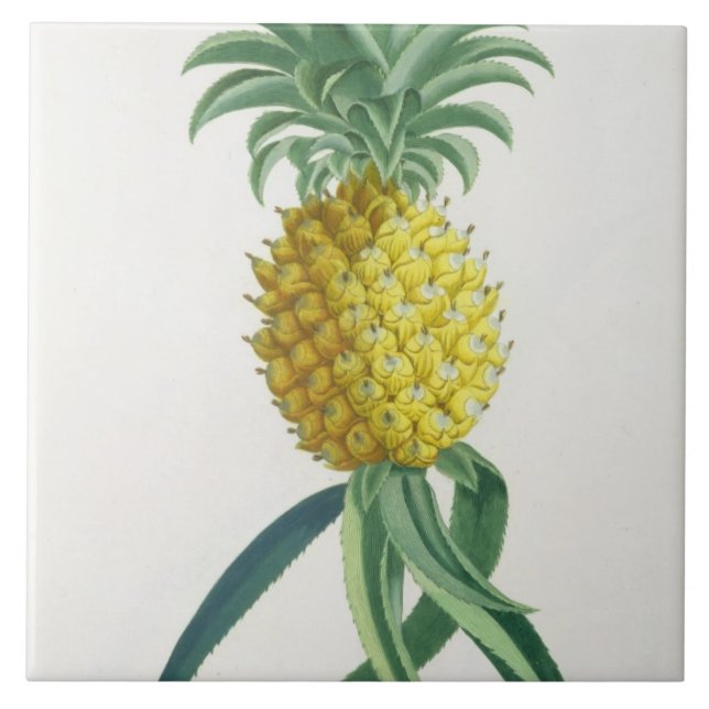 Ananas graviert von Johann Jakob Haid (1704-67) Fliese (Vorderseite)