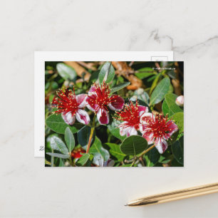 Ananas Guava / Guavasteen / Feijoa Blume Postkarte