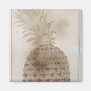 Ananas, Magnet