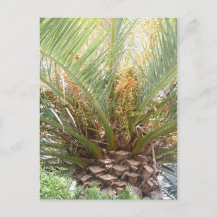 Ananas-Palmen-Plakat Postkarte