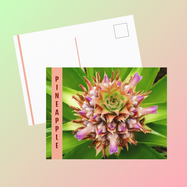 Ananas-Pflanze Botanische Fotografie Postkarte (Von Creator hochgeladen)