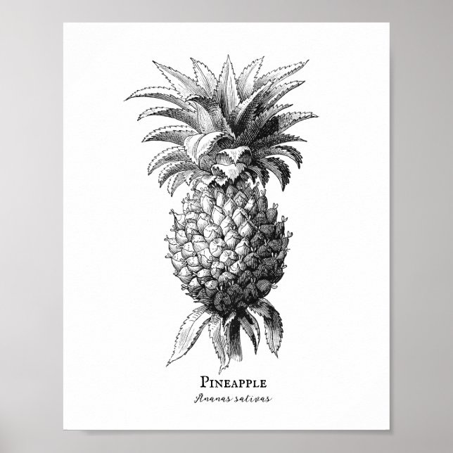 Ananas Poster (Vorne)