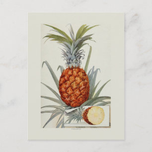 Ananas Postkarte