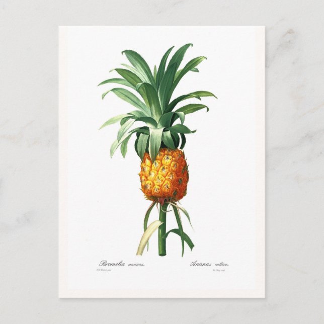 Ananas Postkarte (Vorderseite)