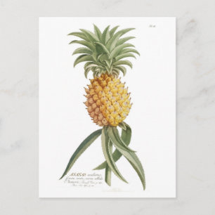 Ananas Postkarte