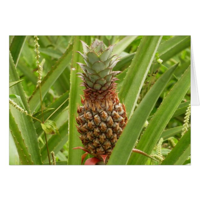 Ananas sauvage Fruit tropical dans la nature (Devant horizontal)