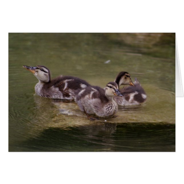 Anas platyrhynchos (Vorderseite (Horizontal))