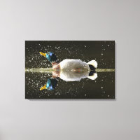 (Anas platyrhyncus),Schütteln nach