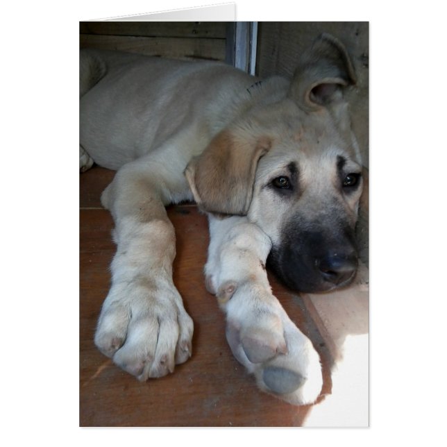 Anatolian Shepherd (Vorne)