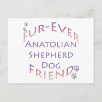 Anatolian Shepherd Dog Furever