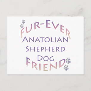 Anatolian Shepherd Dog Furever Postkarte