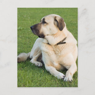 Anatolian Shepherd Dog Postkarte