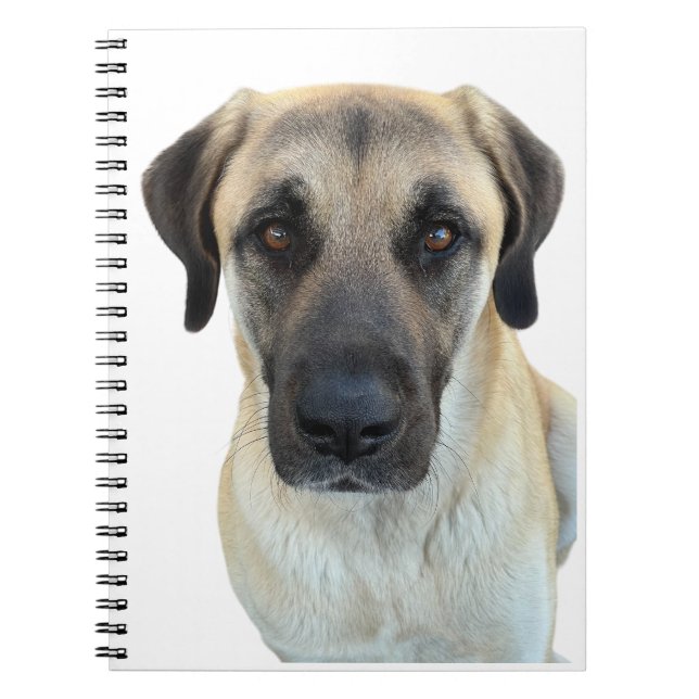 Anatolian Shepherd Dog Spiral Notebook Notizblock (Vorderseite)