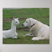 Anatolischer Schäferhund und Alpaca Cria