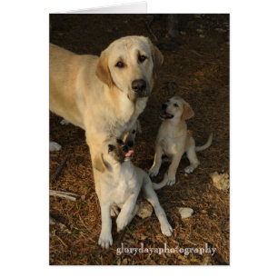 Anatolischer Schäferhund und Jungtiere