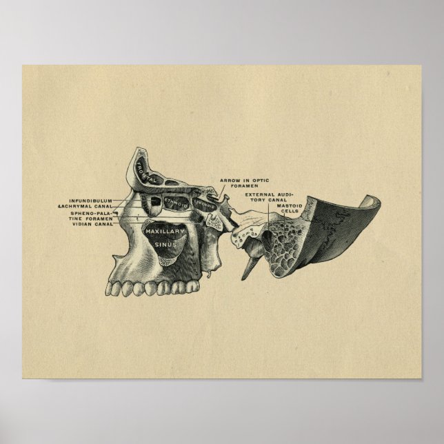 Anatomie 1902 Vintage Druckausgabe Poster (Vorne)