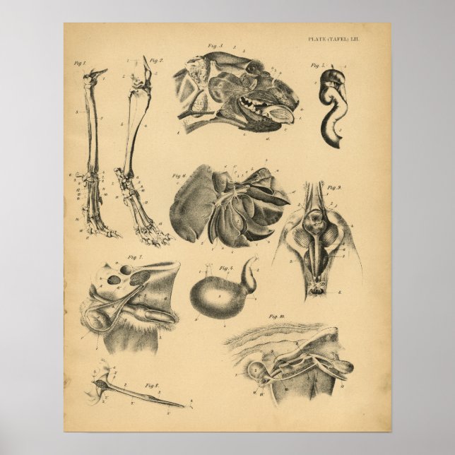 Anatomie 1908 Vintage Druckausgabe Poster (Vorne)