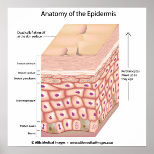 Anatomie 3d des Epidermis Plakats Poster