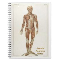 Anatomie Anterior