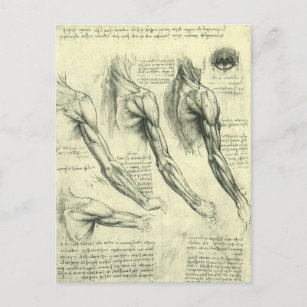 Anatomie Arm und Schulter von Leonardo da Vinci Postkarte