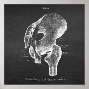 Anatomie Art. 4 Angesagte Gemeinsame Poster