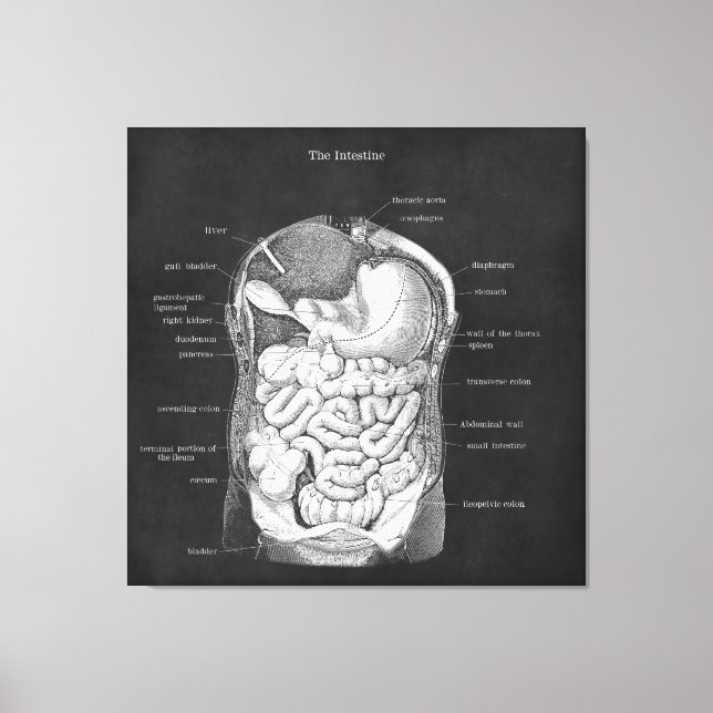 Anatomie Art Intestine Gastroenterologin Dekoratio Leinwanddruck (Vorderseite)