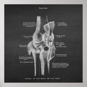 Anatomie Art Nr. 5 Knie Joint Poster