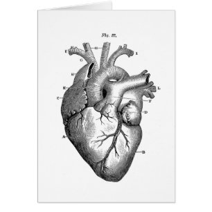 Anatomie cardiaque vintage   Personnalisable