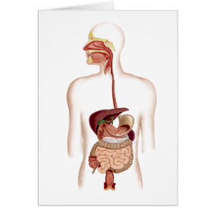 Anatomie d'appareil digestif humain